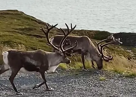 North Cape Accommodation, Norway * Repvåg