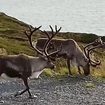 North Cape Accommodation, Norway * Repvåg